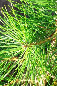 Scots Pine close up